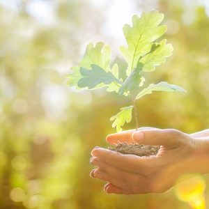 Vine, vine primavara! Vino la plantare!